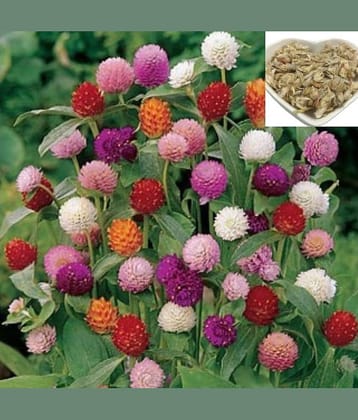 homeagro GOMPHRENA FLOWER SEEDS ( 25 SEEDS)