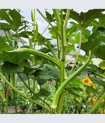 Jignisha Seeds Hybrid Okra Vegetable ( 50 Seeds )