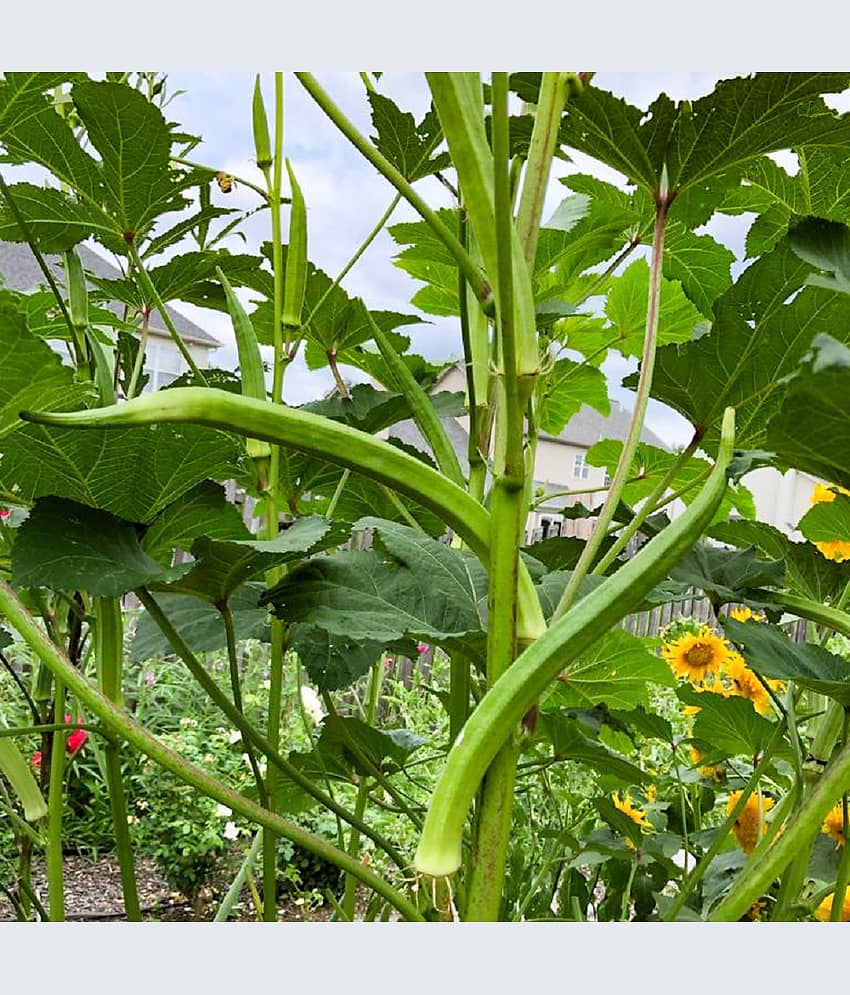 Jignisha Seeds Hybrid Okra Vegetable ( 50 Seeds )