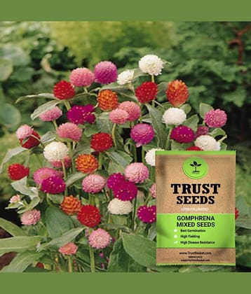 TrustBasket Gomphrena Mixed Seeds Open Pollinated (15 Seeds)
