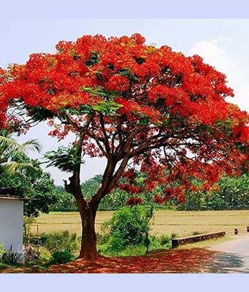 GULMOHAR PREMIUM FLOWER PLANT 15 SEEDS PACK WITH MANUAL