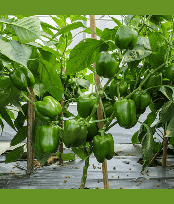 Jignisha Seeds Organic Green Chilli Vegetable ( 50 Seeds )