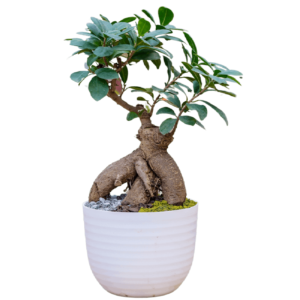 Birthright || Ficus Small || Plant