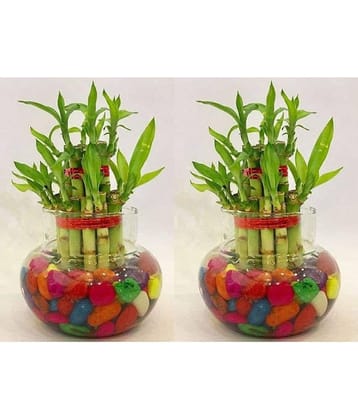 Green plant indoor - Green Wild Artificial Flowers With Pot ( Pack of 2 )