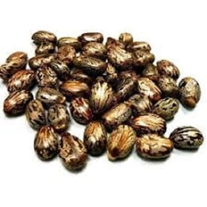 VINARGHYA Arandi Bij / Castor Seed / Aamudamu / Erandela / Amanakku / Rerira 250 gm