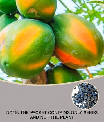 garden plants Thai Papaya Hybrid Variety Dwarf Fruit 50 Seeds + Instruction Manual