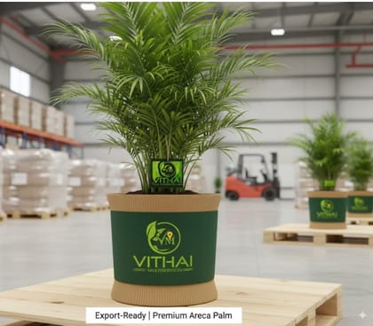Areca palm (Chrysalidocarpus lutescens)