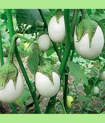 CLASSIC GREEN EARTH - Brinjal Vegetable ( 100 Seeds )