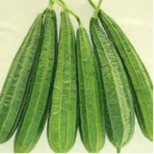 Ridge Gourd Ridge Gourd