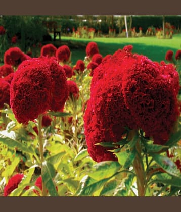 Cox comb flower seeds 40 seeds