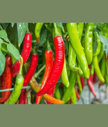 CLASSIC GREEN EARTH - Vegetable Seeds ( Sadabahar Chilli/Mirch Seeds - Pack of 50 )