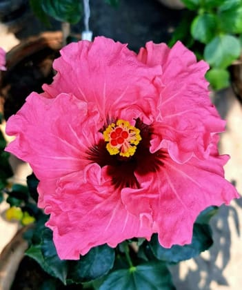 Austrelian Hibiscus Plant For Home Gardening