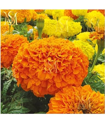 MS. Marigold Seeds MIX 30 seeds