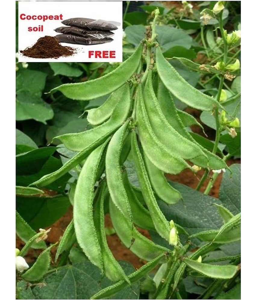 Lablab Seeds F1 Hybrid Creeper Seeds Beans ( 30 seeds )