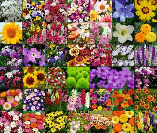 Agnico flower seeds combo of 40 varieties with instruction manual