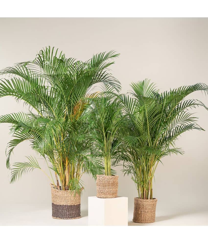 Areca Palm 5 Seeds Pack