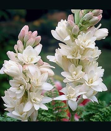 Rajnighandha or Tuberose Flower Bulbs (White, Pack of 3 Bulbs)