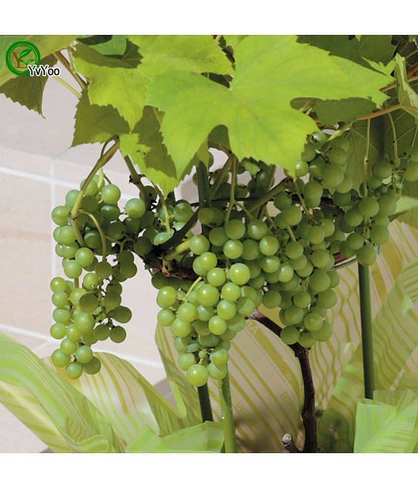 OhhSome Fruit Seeds Witch Finger Grape Vine Seeds Juicy Fruit Seeds Mixed Seeds For Home Garden Kitchen Garden Bonsai Suitable Fruit Seeds Pack
