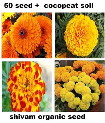 Marigold Flower Seeds For All Season India - (pack of 30 seeeds ) Garden Flower Seeds