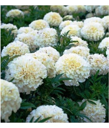 Marigold White Pearl Flowers Pure Organic Seeds - Pack of 20 Seeds F1 HYBRID