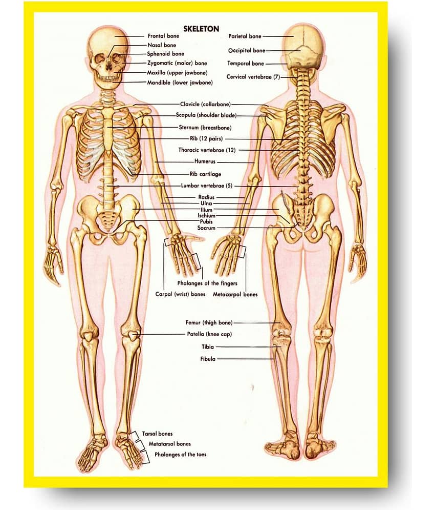 Photojaanic Paper Wall Poster Without Frame