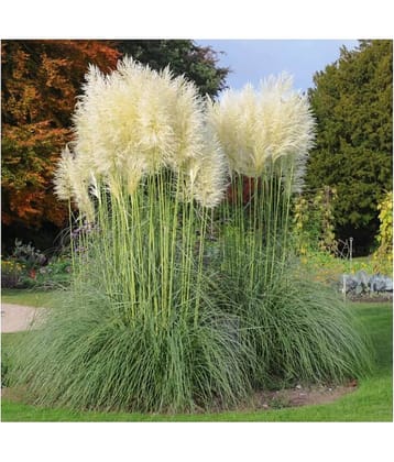 OLD STORE - Grass Grass ( 2000 Seeds )