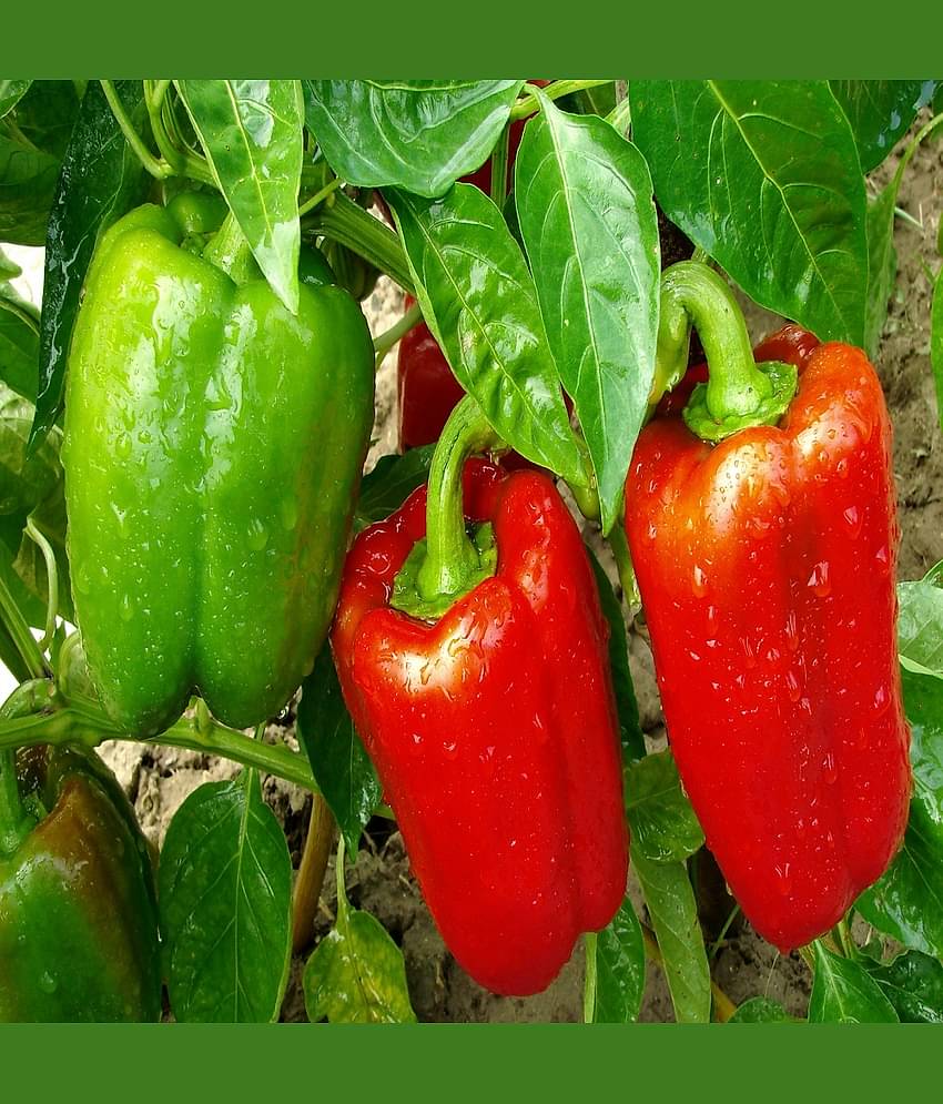 Hybrid GREEN capsicum Vegetable Seeds, Shimla Mirch Seeds Seed (20 per packet)