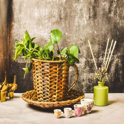 Cup & Saucer Planter