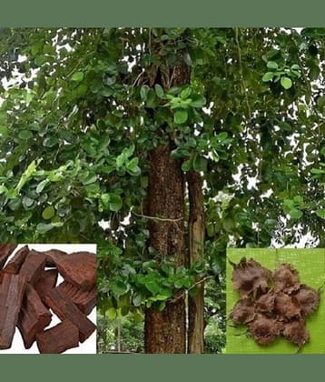 Jignisha Seeds Sandalwood Plant ( 5 Seeds )