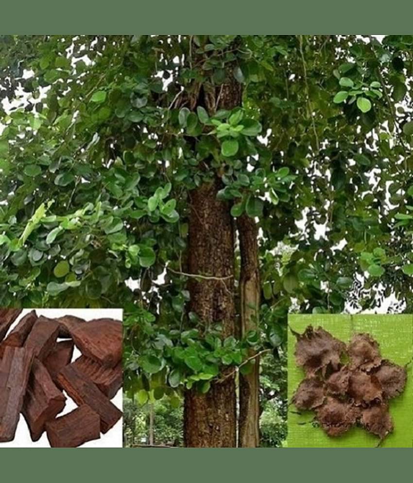 Jignisha Seeds Sandalwood Plant ( 5 Seeds )