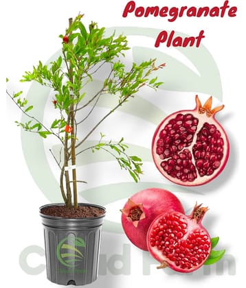 Cloud Farm Outdoor Fruit Plant ( Pack of 1 )