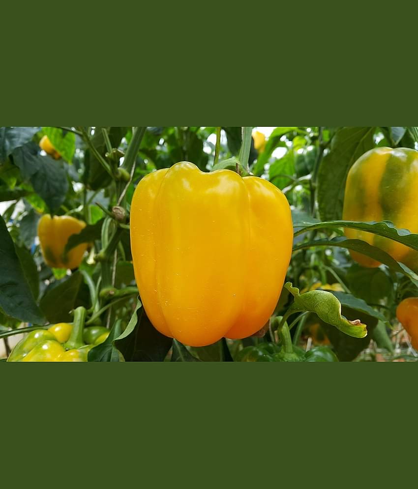 Capsicum Yellow (Bell Pepper) Seeds For Your Kitchen Garden - 100 Seeds Per Pack