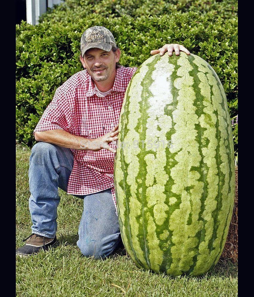 Lot Giant Watermelon Bonsai Fruit Plants Planting Watermelon Garden NON-GMO Edible Fruits, 15 Seeds