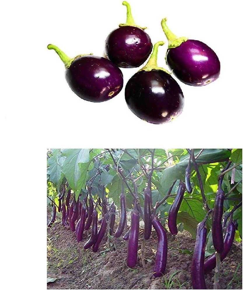 F1 HYBRID BRINJAL PURPLE LONG AND ROUND 50-50 SEEDS PACK AND MANUAL