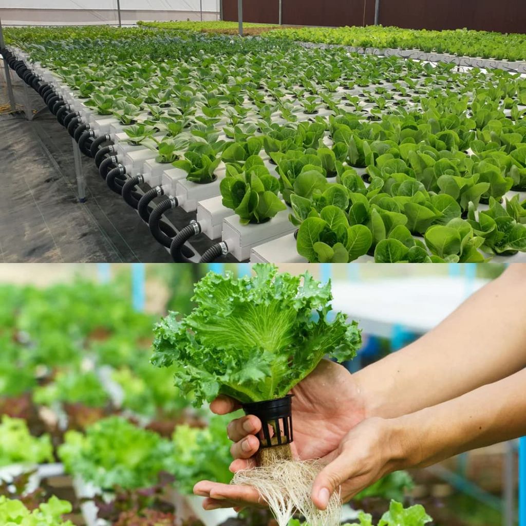 Garden Genie Hydroponic Nutrient A&B Liquid - 500 Ml | Npk, Macro & Micro Nutrients For Plants | Balanced Plant Nutrition, Ideal for Vertical Farming | 50 Liter Nutrient Solution, Liquid