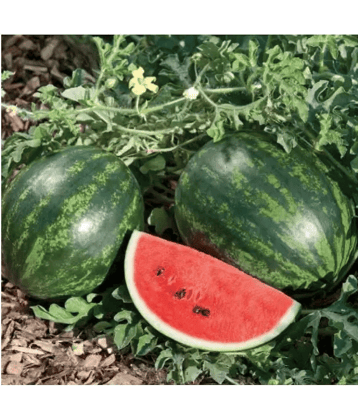 CLASSIC GREEN EARTH - Watermelon Vegetable ( 50 Seeds )