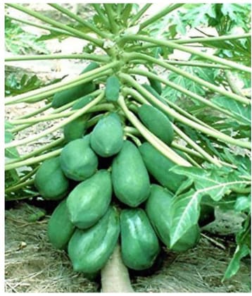 Papaya Pure Seed ( Pack of 50 ) by Joycity