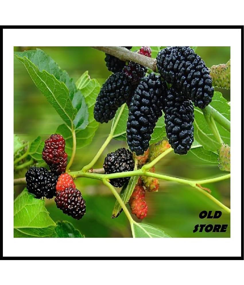 OLD STORE SAHTOOT BERRY FRUIT 100 SEEDS WITH FREE COCOPEAT COMBO PACK FOR GARDENING PURPOSE WITH USER MANUAL