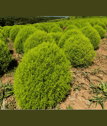 CLASSIC GREEN EARTH - Kochia Herb ( 50 Seeds )