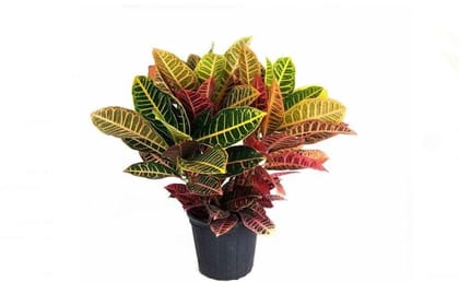 Croton spp.