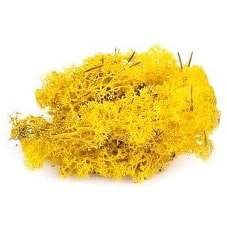 De Gardenia Preserved Reindeer Moss Natural Multicolored Moss for Crafts DIY Arts Home and Office Wall Decor  Bulk 100g to 1000g Packs (Yellow 100g)