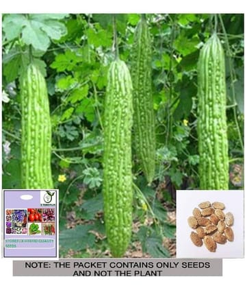 STOREFLIX Bitter Gourd Vegetable ( 6 Seeds )
