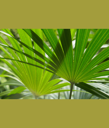 CLASSIC GREEN EARTH - Palm Tree Plant ( 20 Seeds )