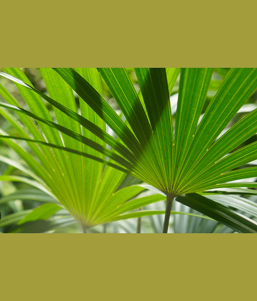 CLASSIC GREEN EARTH - Palm Tree Plant ( 20 Seeds )