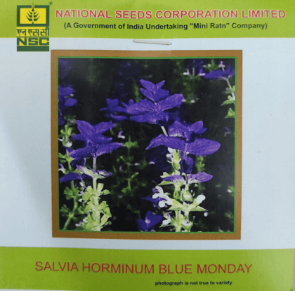 NSC Salvia Horminum Blue Monday Flower Seed, 3 gm