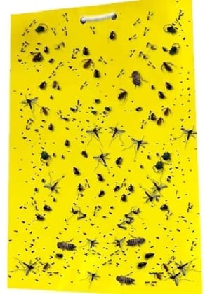 Farmroot Sticky Traps for Insects, ( pack of 20)