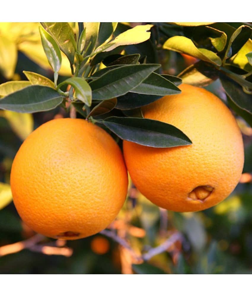 Robertson Navel Orange Fruit 10 Seeds Citrus Tree Seeds Good germination Seeds