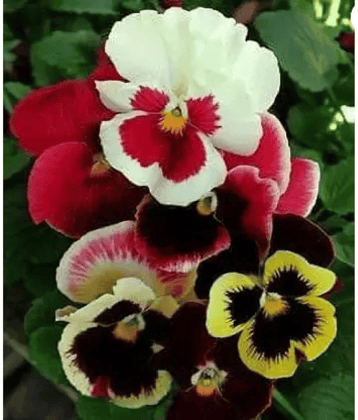 CLASSIC GREEN EARTH - Pansy Flower ( 60 Seeds )