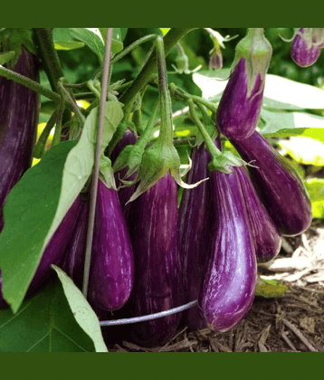 Jignisha Seeds Organic Brinjal Vegetable ( 50 Seeds )