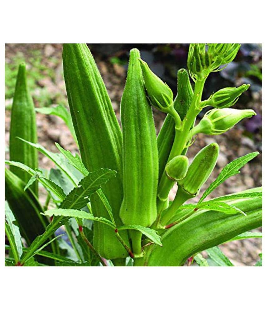 Joycity Okra/ Lady Finger Organic Vegetable Seeds (100 Seeds)